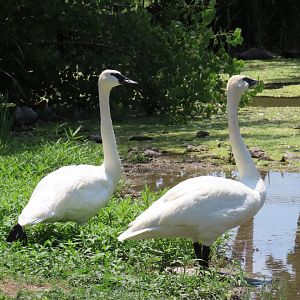 Trumpeter Swan (Cygnus buccinator)