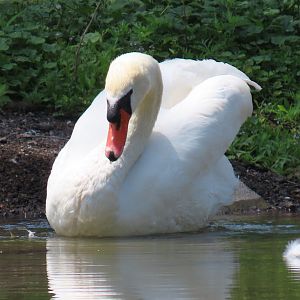 Mute Swan (Cygnus olor)