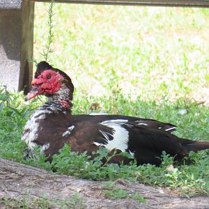 Domestic Muscovy (Cairina moschata domestica)