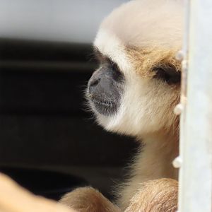 Lar Gibbon (Hylobates lar)