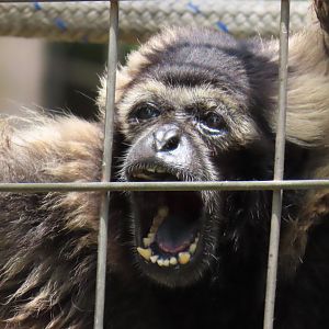 Pileated Gibbon (Hylobates pileatus)