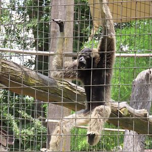 Pileated Gibbon (Hylobates pileatus)