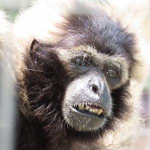 Pileated Gibbon (Hylobates pileatus)