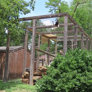 Lar and Pileated Gibbon Exhibit