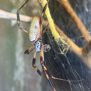 Golden silk orb-weaver