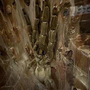 Togo starburst tarantula