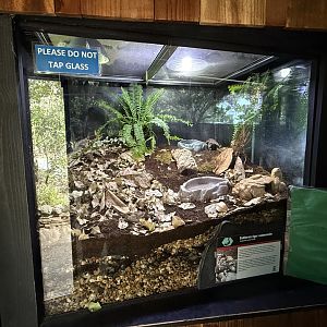 California tiger salamander exhibit
