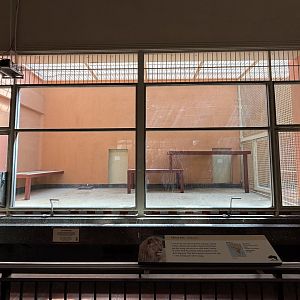 Lion indoor enclosure