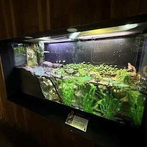 California red-legged frog exhibit