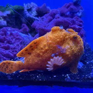 Painted frogfish