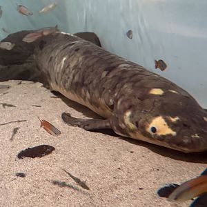 “Methuselah” the Australian lungfish