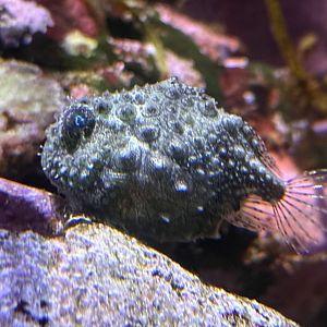 Pacific spiny lumpsucker