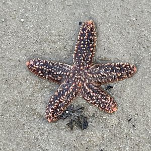 Forbes’s Sea Star