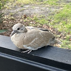 Young Collared Dove