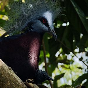 Sclater's Crowned-pigeon (Goura sclaterii)