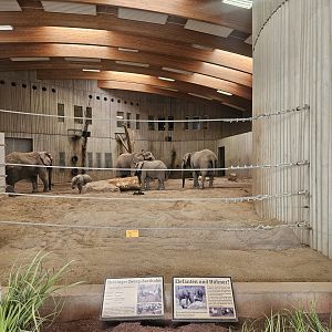Elephant indoor viewing