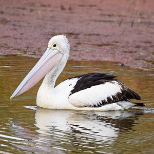 Australian Pelican