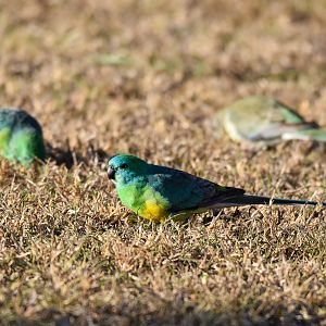 Red-rumped Parrots