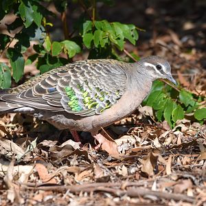 Common Bronzewing