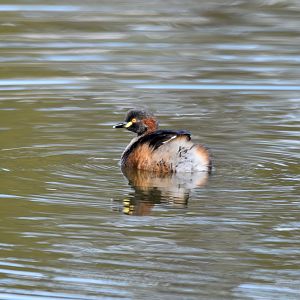 Australasian Grebe