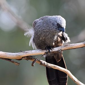 Apostlebird