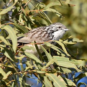 Striped Honeyeater