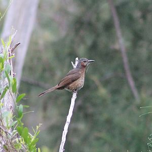 Taiwan Brown-eared Bulbul (Hypsipetes amaurotis nagamichii)