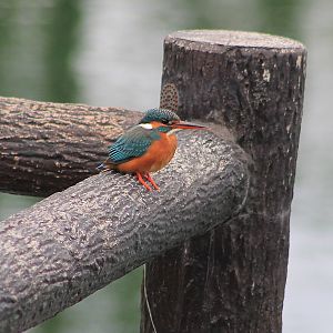 Common Kingfisher (Alcedo atthis)
