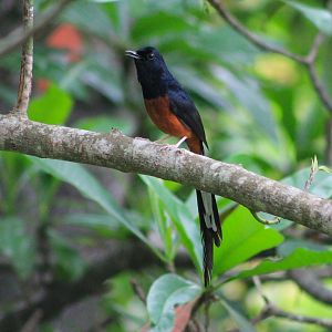 White-rumped Shama (Copsychus malabaricus)