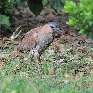 Malaysian Night Heron (Gorsachius melanolophus)