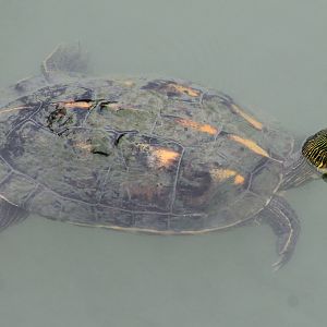 Chinese Stripe-necked Turtle (Mauremys sinensis)