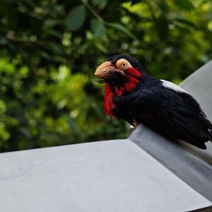 Bearded Barbet (Pogonornis dubius)