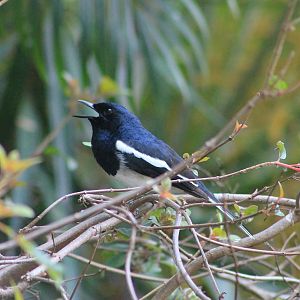 Oriental Magpie-Robin (Copsychus saularis)