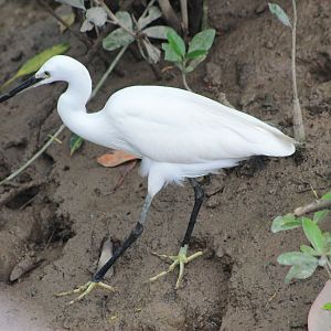 Little Egret (Egretta garzetta)