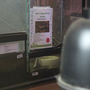 Gan's egg-eating Snake label