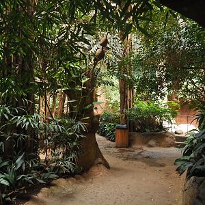 View in Taman Indah (Asian elephant, Indian rhinoceros and Malayan tapir house), 2024-06-30