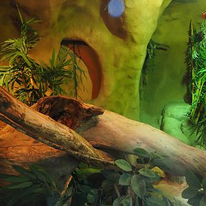 Burmese python in Taman Indah (Asian elephant, Indian rhinoceros and Malayan tapir house), 2024-06-30