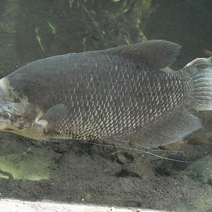 Giant gourami (Osphronemus goramy), 2024-06-30