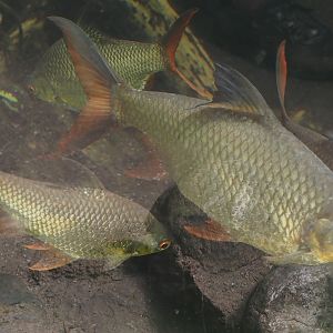 Tinfoil barbs (Barbonymus schwanefeldii), 2024-06-30