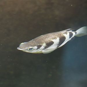 Banded archerfish (Toxotes jaculatrix), 2024-06-30