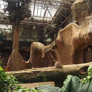 Asian elephant separation and medical stalls, 2024-06-30