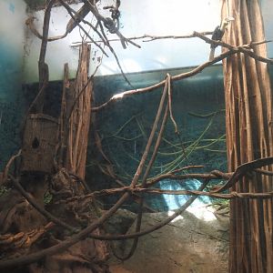 Wreathed hornbill aviary in Taman Indah (Asian elephant, Indian rhinoceros and Malayan tapir house), 2024-06-30