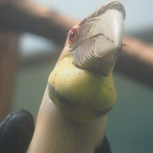 Wreathed hornbill (Rhyticeros undulatus), 2024-06-30