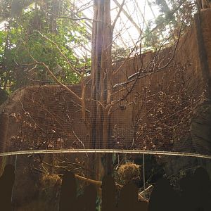 Prevost's squirrel exhibit in Taman Indah (Asian elephant, Indian rhinoceros and Malayan tapir house), 2024-06-30