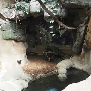 Taman Indah - Malayan tapir indoor exhibit, 2024-06-30