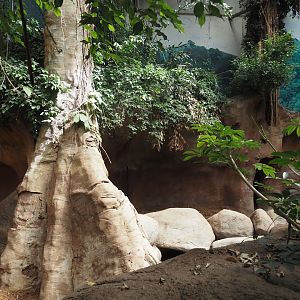 Taman Indah - Indian rhinoceros indoor exhibit, 2024-06-30