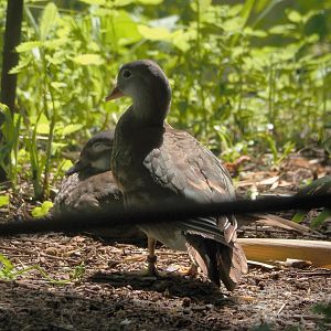 Mandarin duck (Aix galericulata), 2024-06-30
