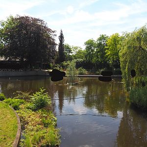 Unused primate island in the large pond - Smaller island connected to large island, 2024-06-30