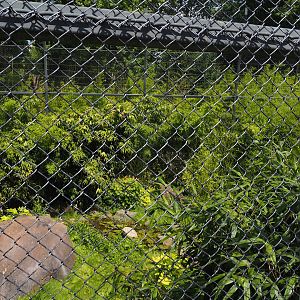 Sumatran tiger exhibit seen the historical bridge, 2024-06-30