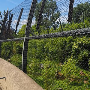 Sumatran tiger exhibit seen the historical bridge, 2024-06-30